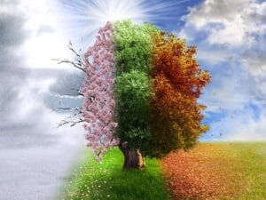 Artistic depiction of a tree experiencing all four seasons.